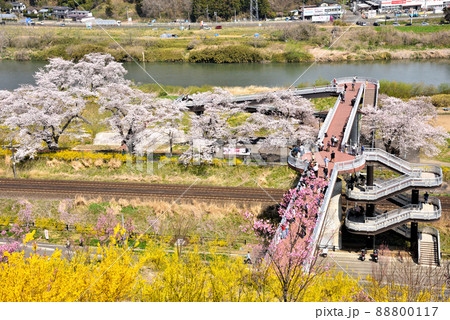 さくら満開の柴田千桜橋 88800117