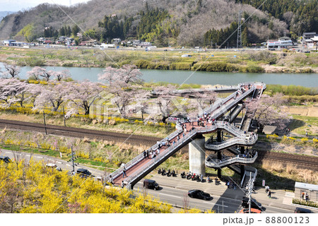 さくら満開の柴田千桜橋 さくら満開の柴田千桜橋 88800123