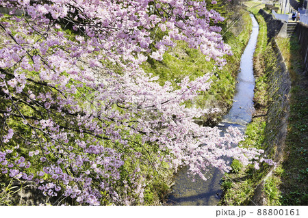 わが町シリーズ・旧奥州街道沿いのさくら 88800161