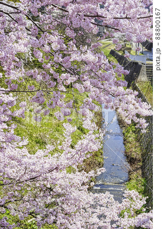 わが町シリーズ・旧奥州街道沿いのさくら 88800167