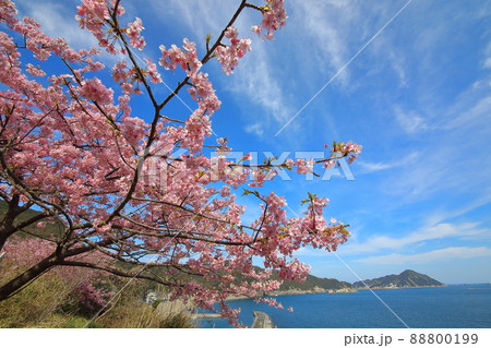 河津桜と保戸島 88800199