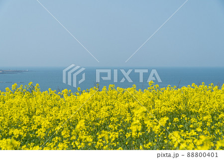 花 風景 菜の花 88800401