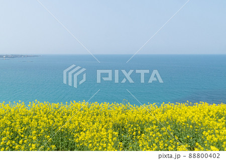 花 風景 菜の花 88800402