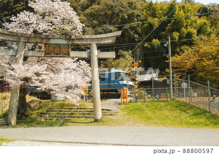 滋賀県彦根市にある長寿院（大洞弁財天）の鳥居の後ろに咲く満開の桜と貨物列車が走る風景 88800597