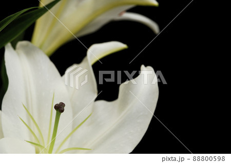 屋内で撮影した 百合の花 屋内で撮影した 百合の花 88800598