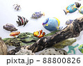 熱帯魚 88800826