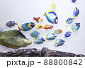 熱帯魚 88800842