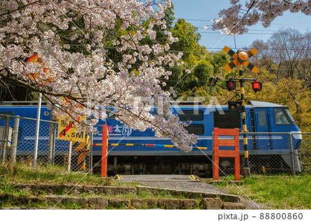 踏切の前に咲く桜と貨物列車が走る春の鉄道風景の写真素材 [88800860] - PIXTA