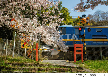 踏切の前に咲く桜と貨物列車が走る春の鉄道風景 踏切の前に咲く桜と貨物列車が走る春の鉄道風景 88800884