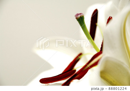 屋内で撮影した　百合の花 88801224