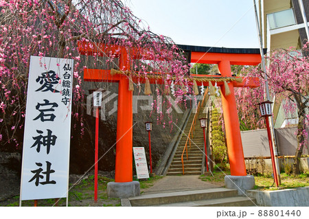 杜の都仙台　春　広瀬川　愛宕山　愛宕神社　一の鳥居 88801440