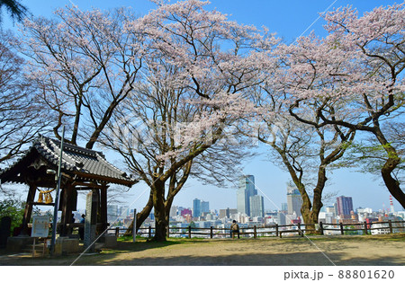 杜の都仙台 春 広瀬川 大満寺 虚空蔵堂の境内に咲くソメイヨシノ 杜の都仙台 春 広瀬川 大満寺 虚空蔵堂の境内に咲くソメイヨシノ 88801620