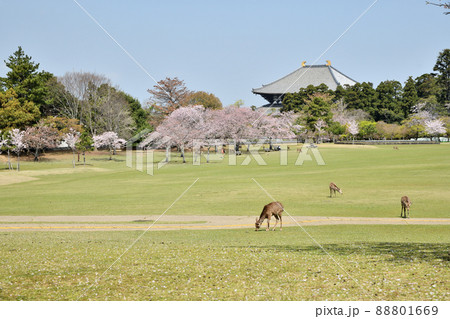 東大寺(大仏殿と桜) 【奈良県奈良市】 東大寺(大仏殿と桜) 【奈良県奈良市】 88801669