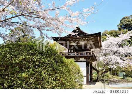 長岳寺(鐘楼門とさくら)　【奈良県天理市柳本町】 88802215
