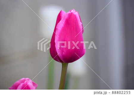 2022年チューリップ 88802255