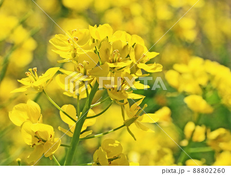 菜の花が揃い咲き 88802260