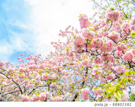 春本番　満開の美しい八重桜 88802382