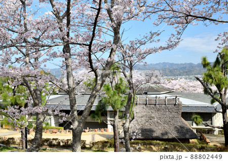 サクラの花が咲く、和歌山県立紀伊風土記の丘(竪穴住居、後方が資料館)　【和歌山県和歌山市】 88802449