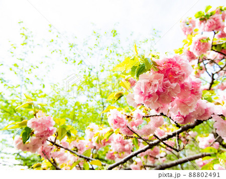 春本番　満開の美しい八重桜 88802491