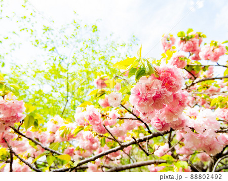 春本番 満開の美しい八重桜 春本番 満開の美しい八重桜 88802492