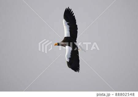 飛翔するオオワシの成鳥 飛翔するオオワシの成鳥 88802548