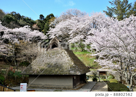 サクラの花が咲く和歌山県立紀伊風土記の丘(旧小早川家住宅) 【和歌山県和歌山市】 サクラの花が咲く和歌山県立紀伊風土記の丘(旧小早川家住宅) 【和歌山県和歌山市】 88802562