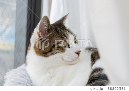 くつろぐ猫 キジトラ猫 くつろぐ猫 キジトラ猫 88802581