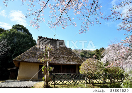サクラの花が咲く、和歌山県立紀伊風土記の丘　【和歌山県和歌山市】 88802629