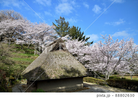 サクラの花が咲く、和歌山県立紀伊風土記の丘　【和歌山県和歌山市】 88802630