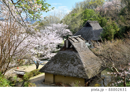 サクラの花が咲く、和歌山県立紀伊風土記の丘 【和歌山県和歌山市】 サクラの花が咲く、和歌山県立紀伊風土記の丘 【和歌山県和歌山市】 88802631