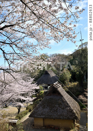 サクラの花が咲く、和歌山県立紀伊風土記の丘 【和歌山県和歌山市】 サクラの花が咲く、和歌山県立紀伊風土記の丘 【和歌山県和歌山市】 88802633