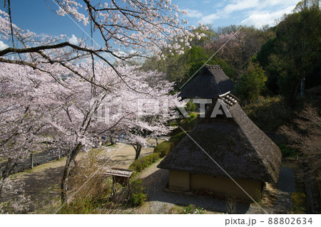 サクラの花が咲く、和歌山県立紀伊風土記の丘　【和歌山県和歌山市】 88802634