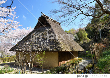 サクラの花が咲く、和歌山県立紀伊風土記の丘　【和歌山県和歌山市】 88802636