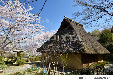サクラの花が咲く、和歌山県立紀伊風土記の丘　【和歌山県和歌山市】 88802637