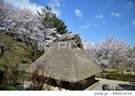 サクラの花が咲く、和歌山県立紀伊風土記の丘 【和歌山県和歌山市】 サクラの花が咲く、和歌山県立紀伊風土記の丘 【和歌山県和歌山市】 88802638