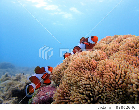 沖縄の海　クマノミとサンゴ 88802646