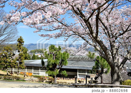サクラの花が咲く、和歌山県立紀伊風土記の丘(後方が資料館)　【和歌山県和歌山市】 88802698