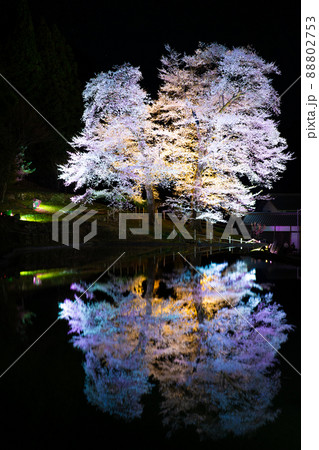 下呂の苗代桜 88802753