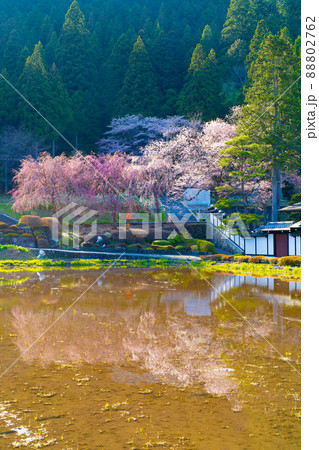 宮谷の桜 宮谷の桜 88802762