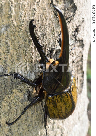 ヘラクレスオオカブトのヘラクレスヘラクレス樹木の上で 88803098