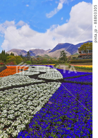 くじゅう花公園のパンジー 88803305