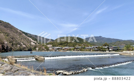 春の嵐山［嵐山公園中之島地区/京都市］ 88803422