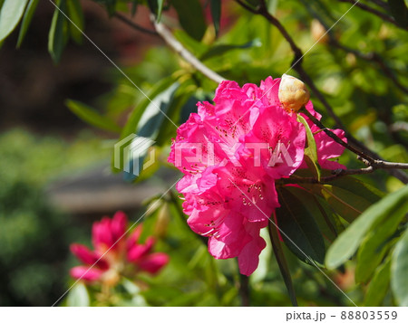 西洋シャクナゲ 88803559