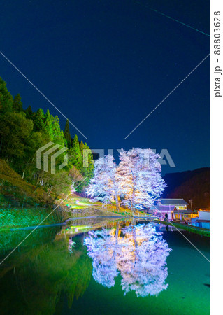 下呂の苗代桜 88803628