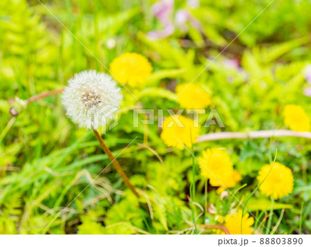 春の野原 かわいいタンポポの咲く景色の写真素材 8030