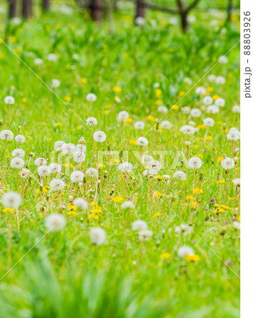 春の野原 かわいいタンポポの咲く景色 春の野原 かわいいタンポポの咲く景色 88803926