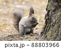 エゾリスの朝ごはん 88803966