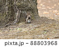 エゾリスの朝ごはん 88803968