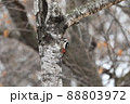 アカゲラの巣作り 88803972