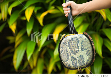 沖縄三線を弾く少年 沖縄三線を弾く少年 88804168